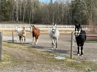 stallplats finnes: Stallplats Ursvik, Sundbyberg i Sundbyberg - Annons 1