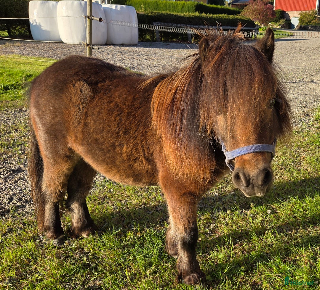 Allround hästar till salu: Minishettis Unghingst i Frändefors - Annons 3