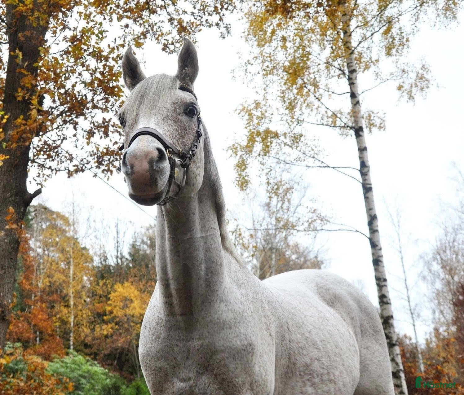  hästar En vit prins med ett stort hjärta av guld i Karlskrona - Annons 6