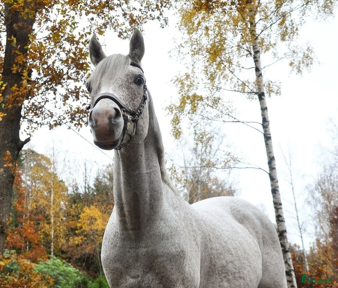 Allround hästar till salu: En vit prins med ett stort hjärta av guld i Karlskrona - Annons 1