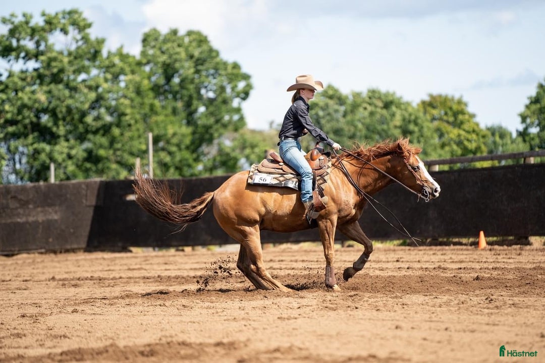 Western hästar till salu: 💎Charmig och välriden tävlingshäst 💎 i Varberg - Annons 2