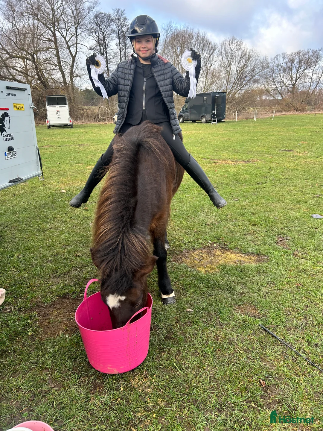 Island hästar till salu: Socialt och trevligt sto med lätt för tölt  i Bjuv - Annons 2