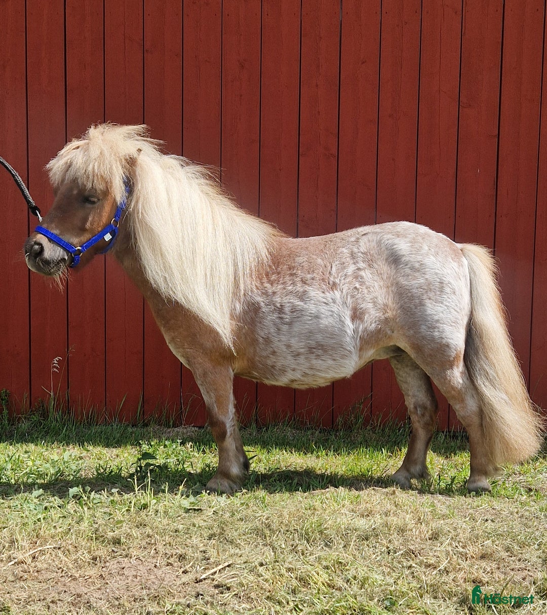 Utställning hästar till salu: Dräktig minishettis sto i Sandhem - Annons 2