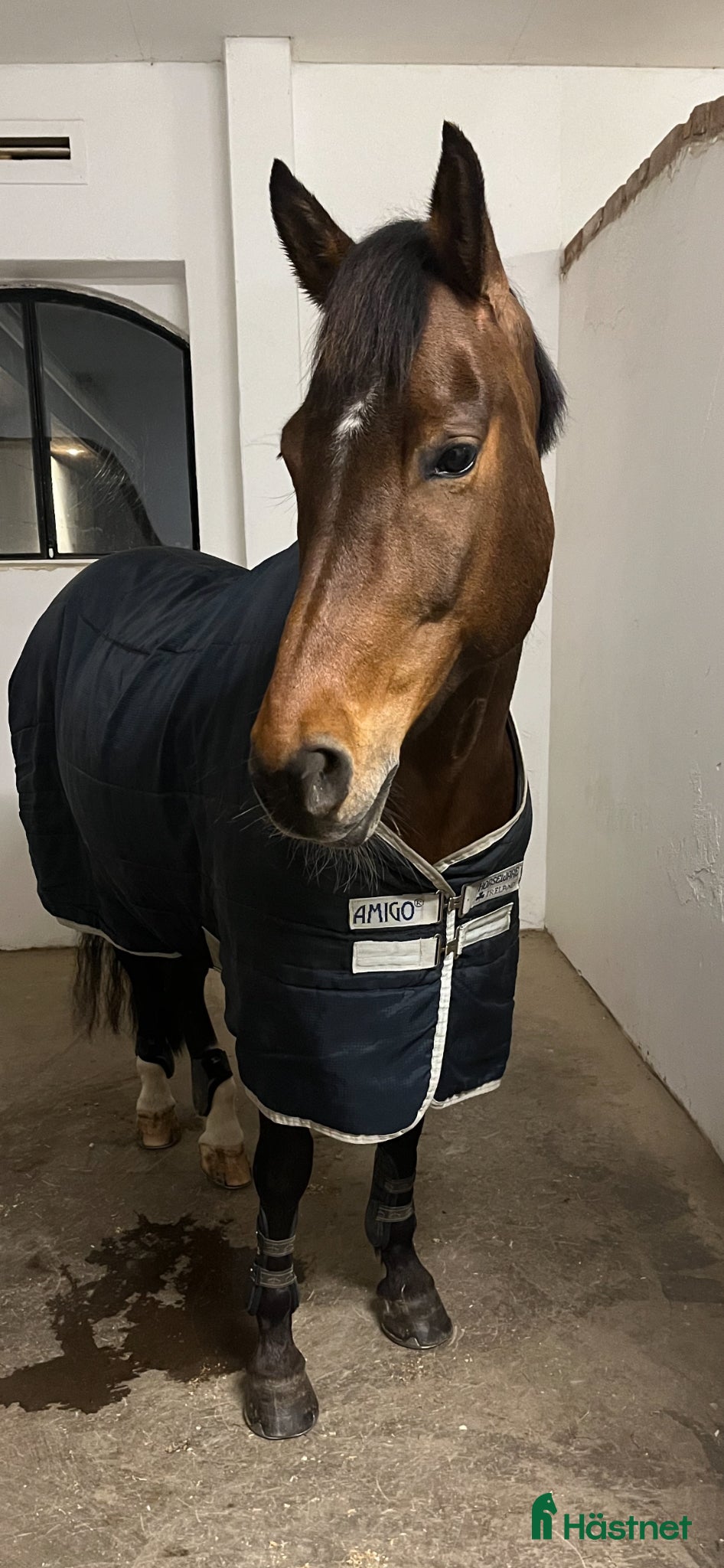  hästar Toppstammad kvalitetsponny - Annons 2