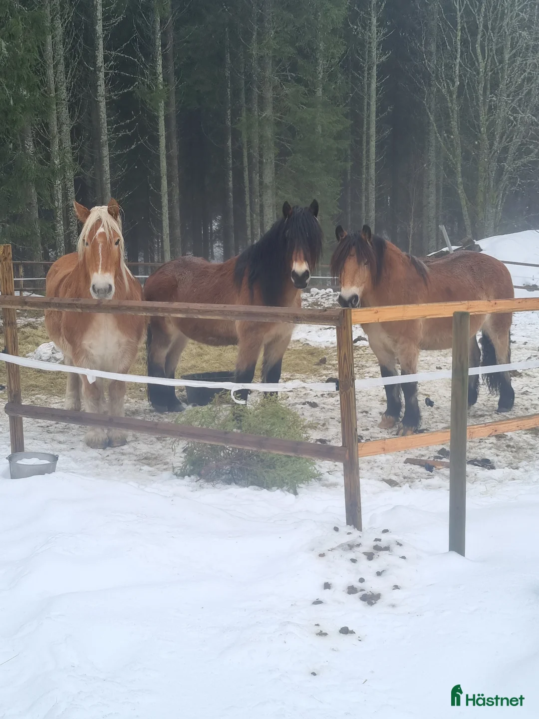Allround hästar till salu: Snäll och charmig valack  - Annons 2