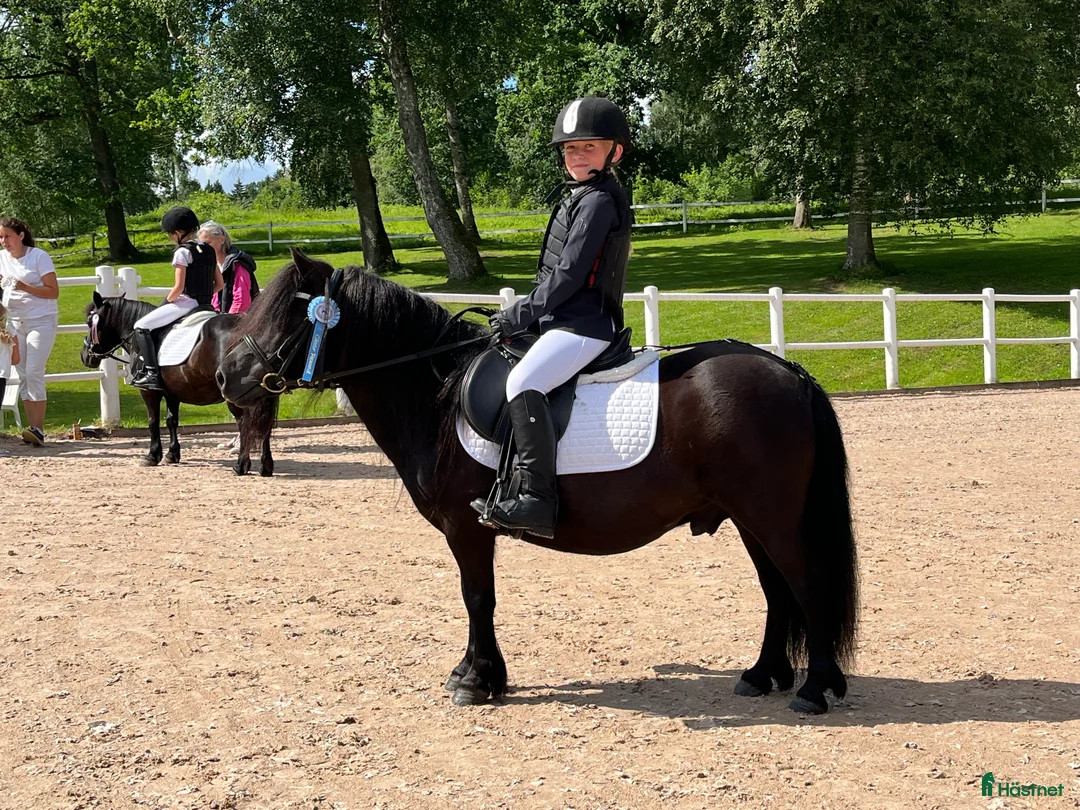 Allround hästar till salu: Barnens bästa vän i Trelleborg - Annons 6