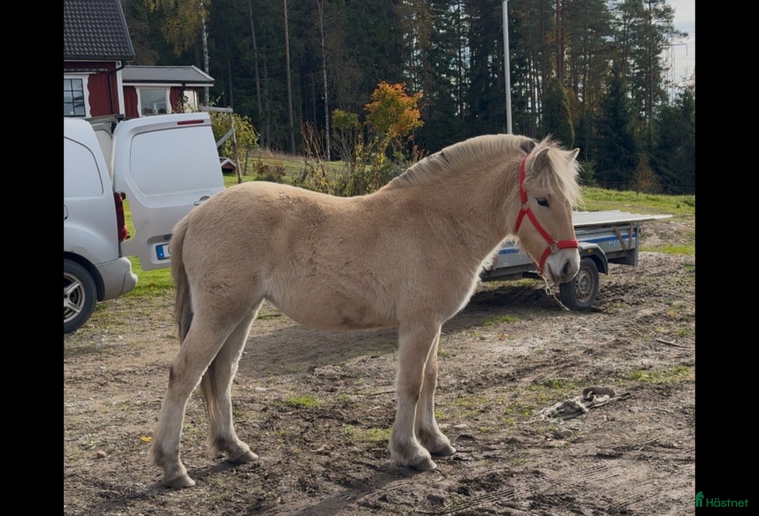 Allround hästar till salu:  1 års sto med utstrålning  i Korsberga - Annons 4