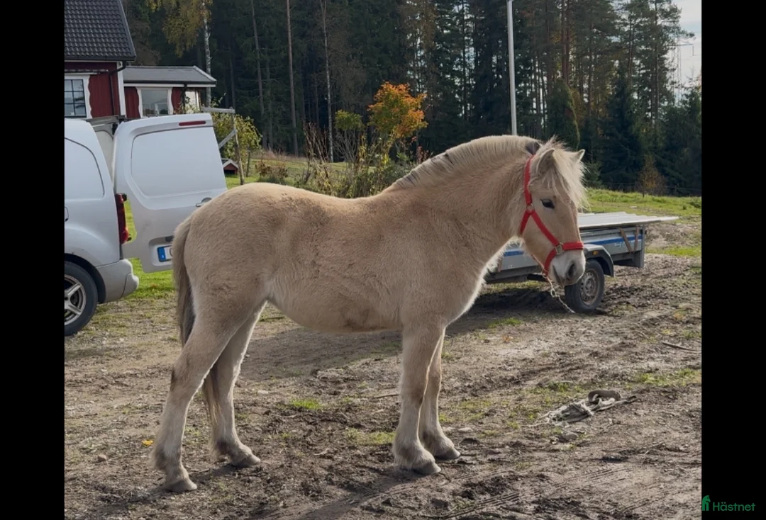 Allround hästar till salu:  1 års sto med utstrålning  i Korsberga - Annons 4
