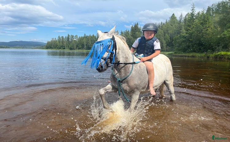  hästar i Torsby - Annons 3