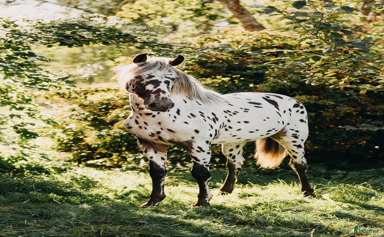  hästar i Näsum - Annons 10