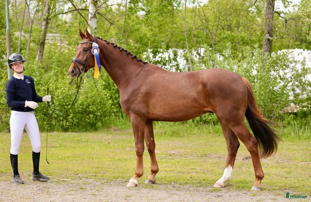 Dressyr hästar till salu: Fin dressyrvalack i Månsarp - Annons 1