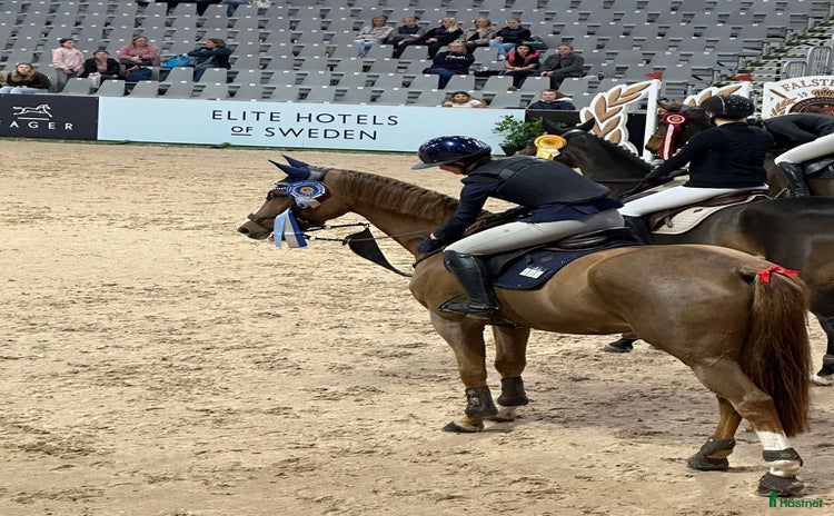  hästar i Ystad - Annons 7