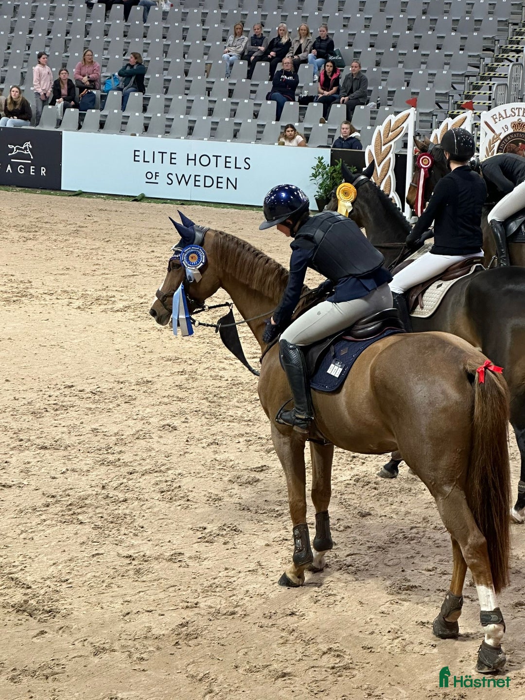 Hoppning hästar sökes: Söker junior häst - Annons 1