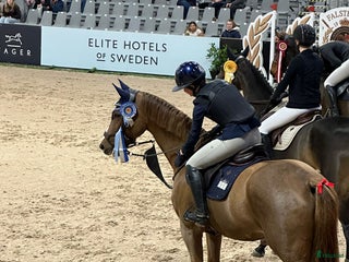 hästar Söker junior häst i Ystad - Annons 14