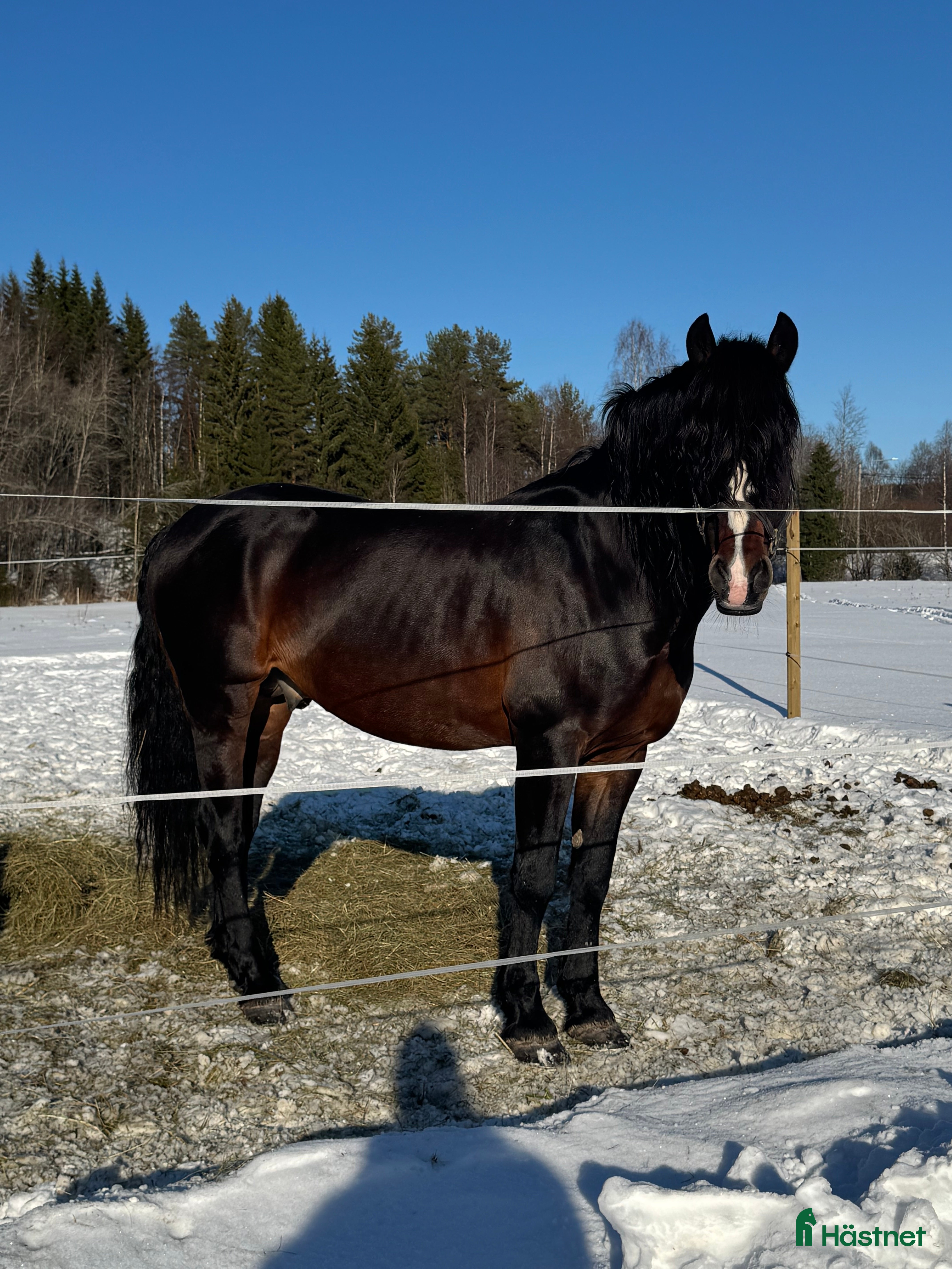  hästar Fantastisk gentleman! - Annons 1