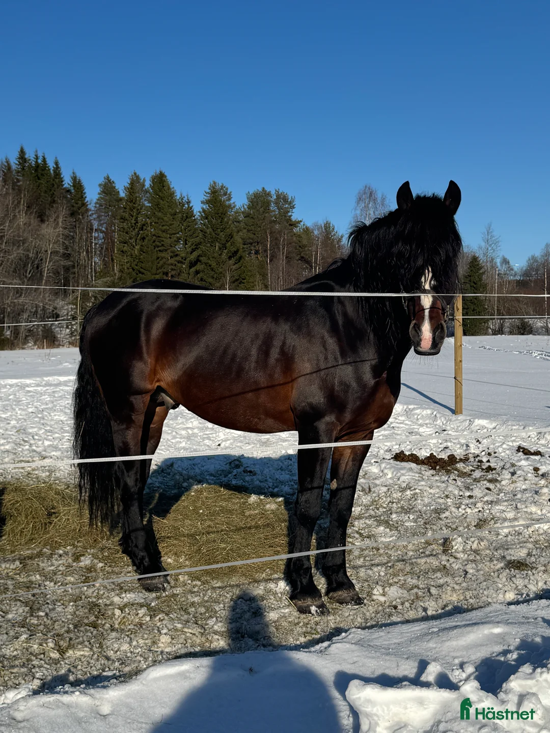 Allround hästar till salu: Fantastisk gentleman! - Annons 1