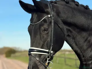 hästar Gångartshäst med härlig utstrålning! - Annons 18