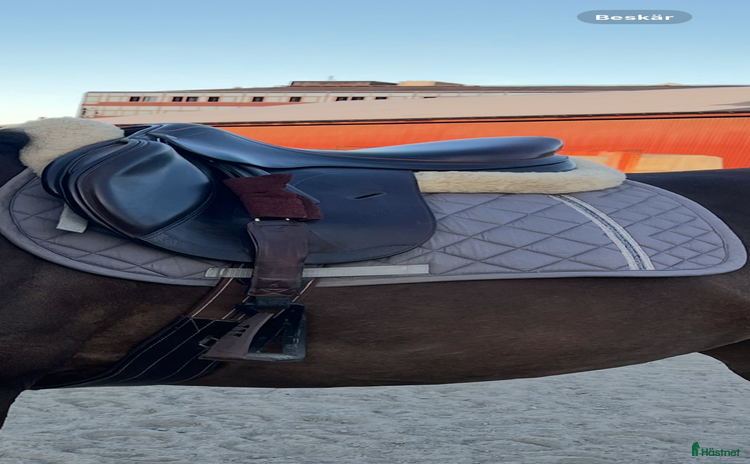 Schabrak & Vojlockar hästutrustning till salu: SÖKER  i Västra Frölunda - Annons 8