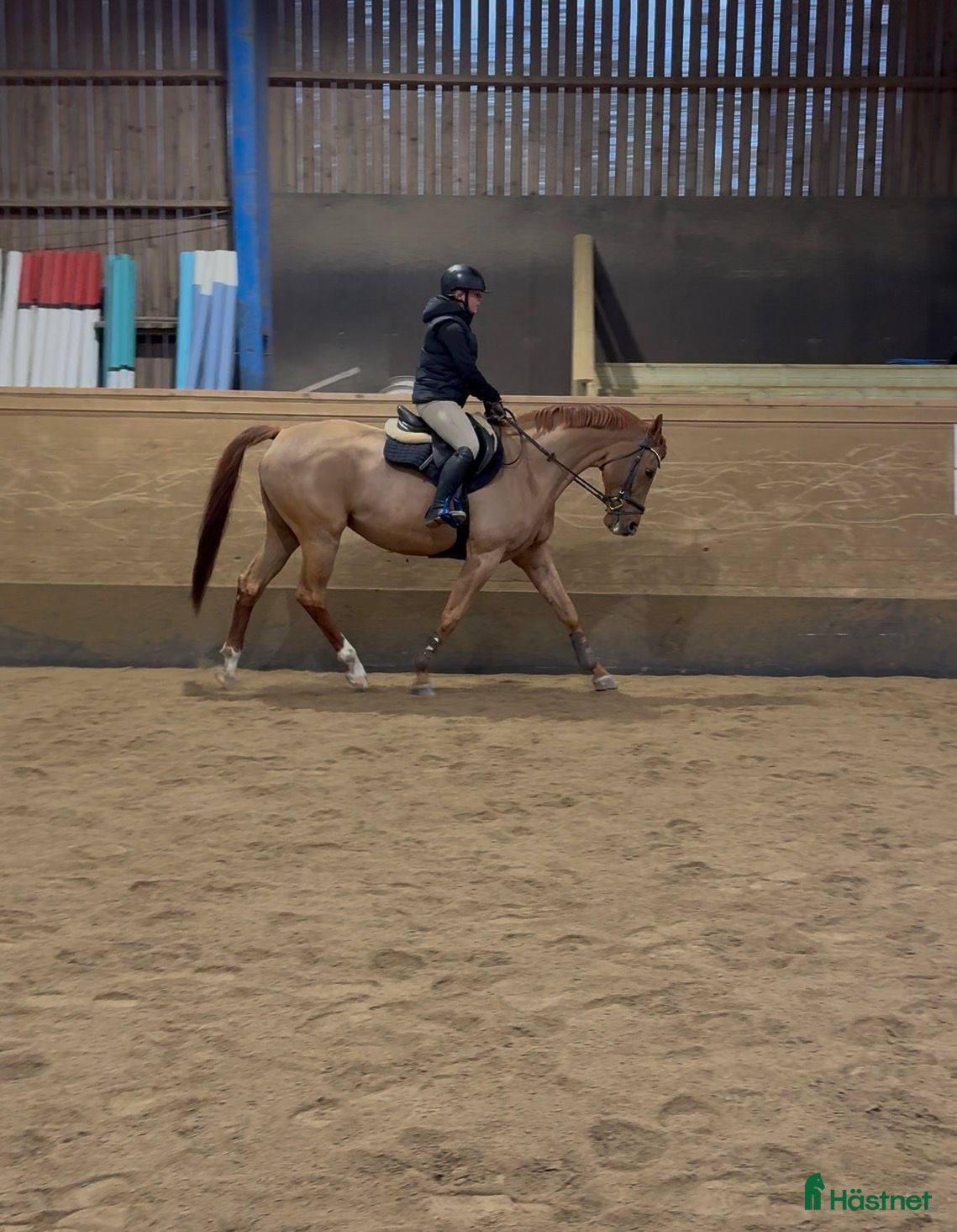  hästar Trevlig och vacker häst 💫 - Annons 1