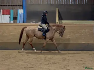 hästar Trevlig och vacker häst 💫 - Annons 1