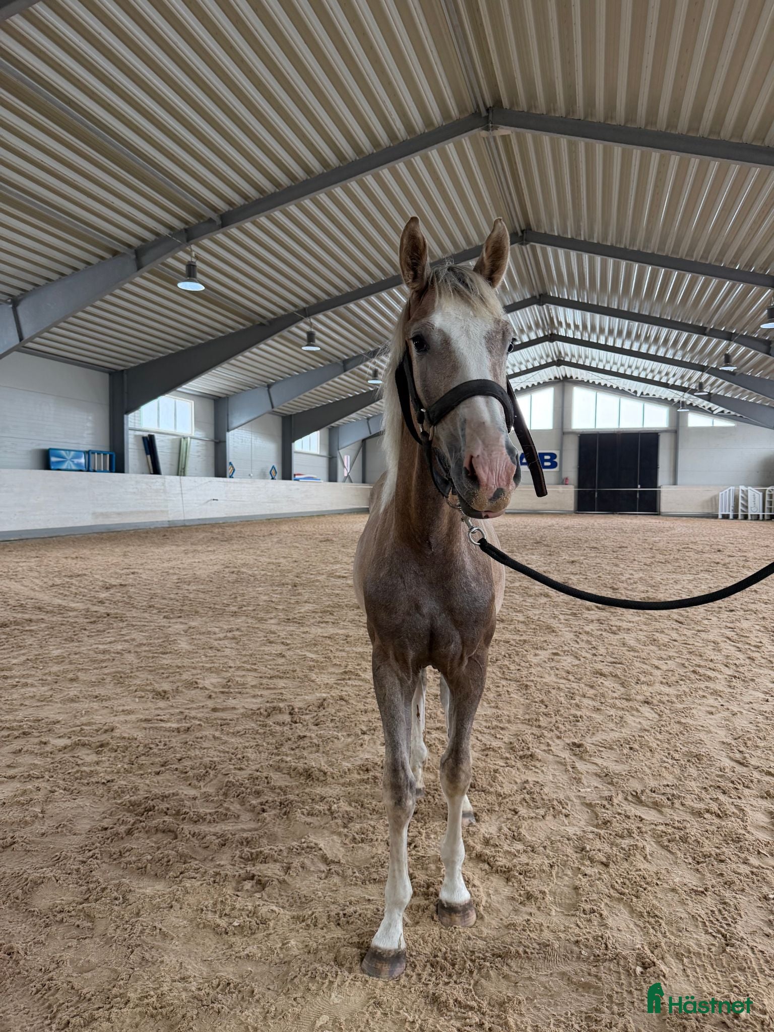  hästar Charmig och talangfull 1-års hingst - Annons 20