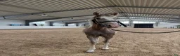 Hoppning hästar till salu: Charmig och talangfull 1-års hingst - Annons 1