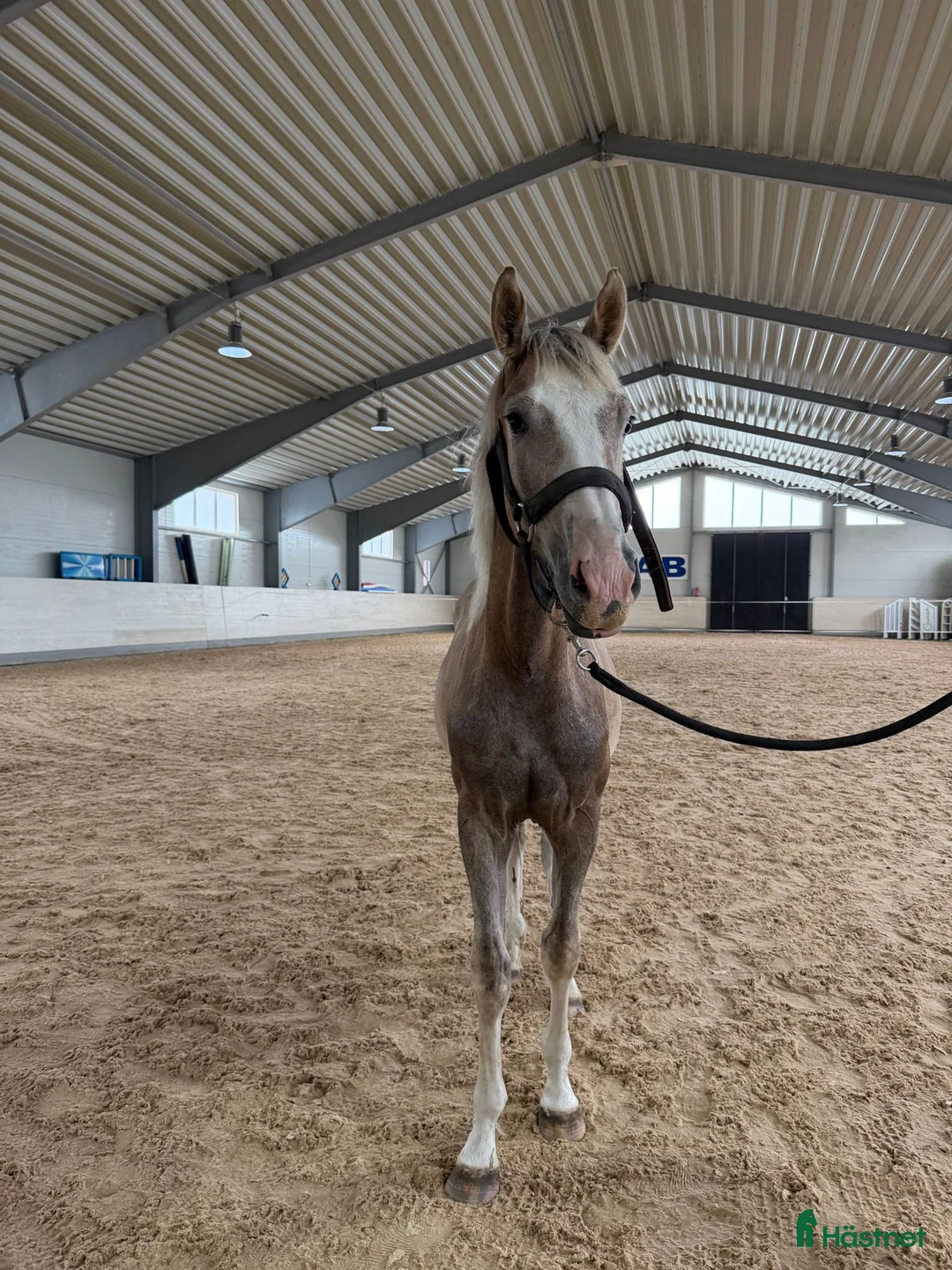 Hoppning hästar till salu: Charmig och talangfull 1-års hingst - Annons 1