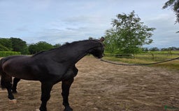 Dressyr hästar till salu: Amy letar det perfekta hemmet i Perstorp - Bild 2