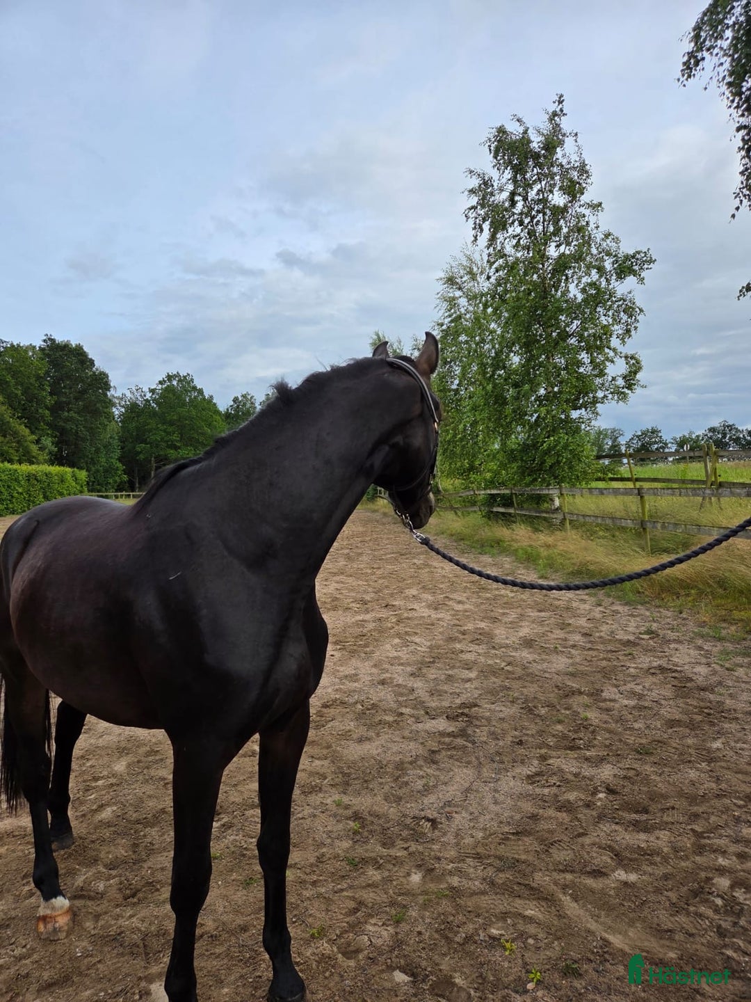 Dressyr hästar till salu: Amy letar det perfekta hemmet i Perstorp - Bild 2