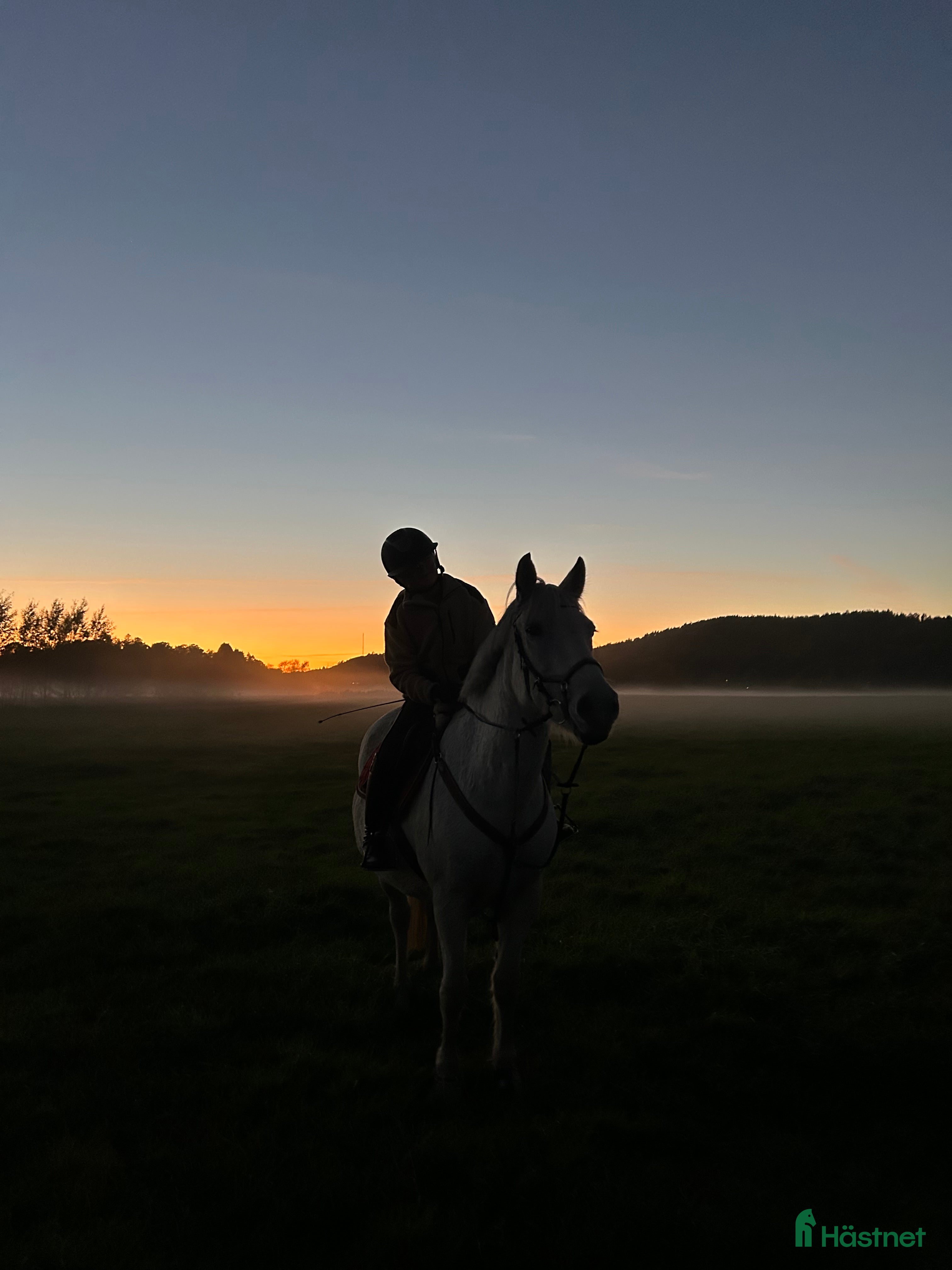  foderhäst Hoppglad ponny, senare köp i Lindome - Annons 3