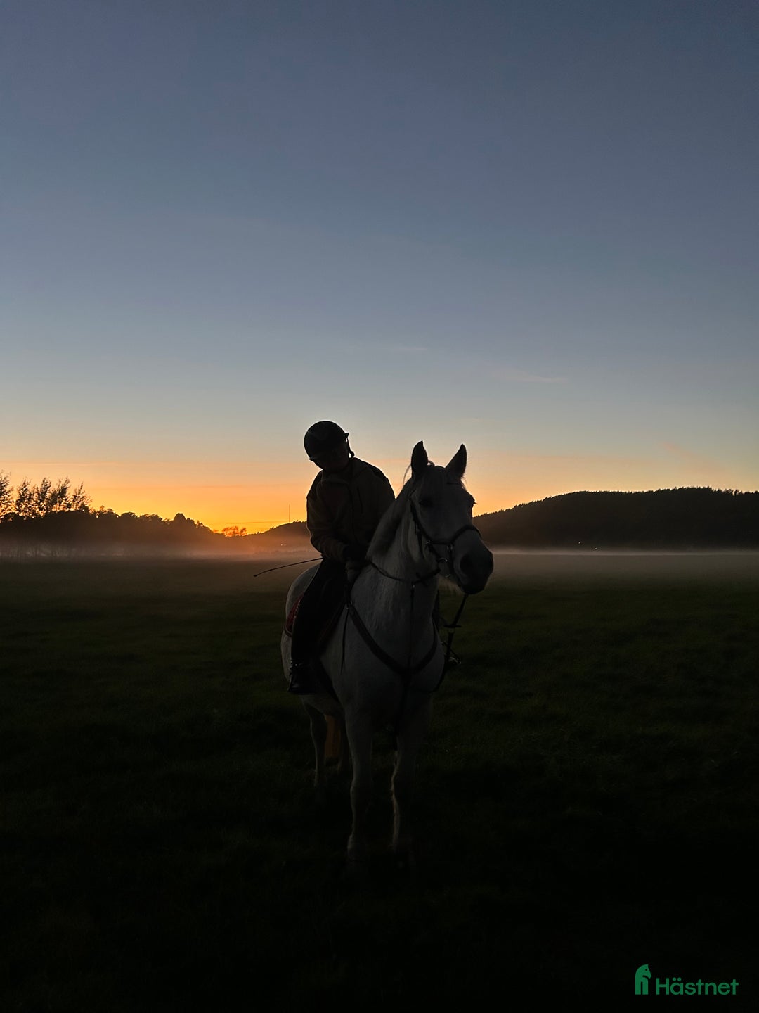  foderhäst sökes: Hoppglad ponny, senare köp i Lindome - Annons 1