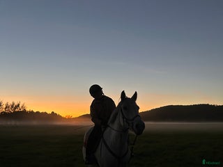 foderhäst Hoppglad ponny, senare köp i Lindome - Annons 2