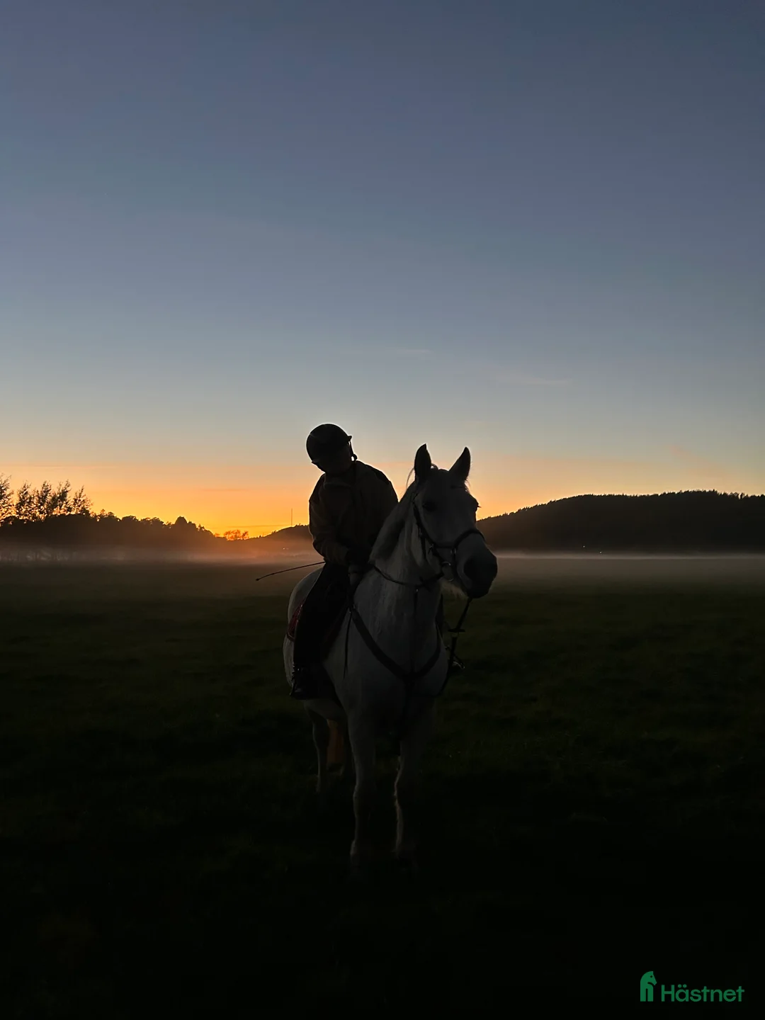  foderhäst sökes: Hoppglad ponny sökes, senare köp - Annons 1