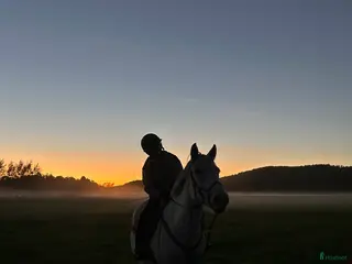 foderhäst Hoppglad ponny sökes, senare köp - Annons 9