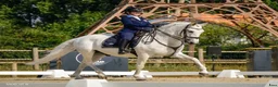 Working Equitation hästar till salu: Välutbildad läromästare i WE & dressyr i Skövde - Annons 1