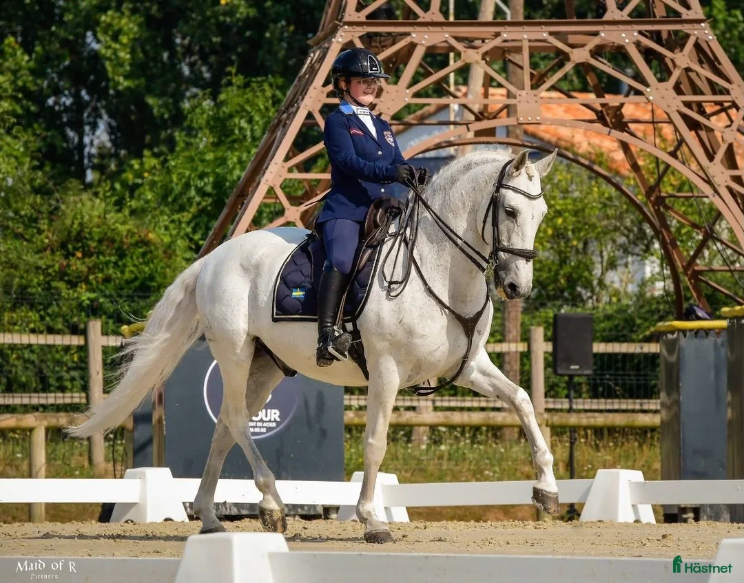 Working Equitation hästar till salu: Välutbildad läromästare i WE & dressyr i Skövde - Annons 1