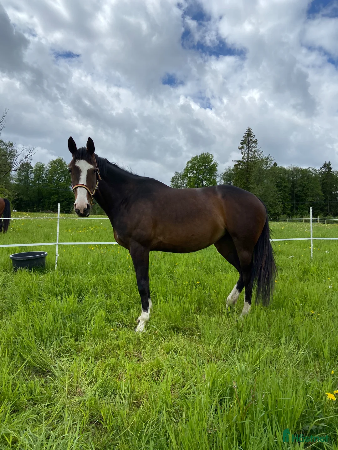 Avelshästar hästar till salu: Underbart Irländskt Sto - Annons 3