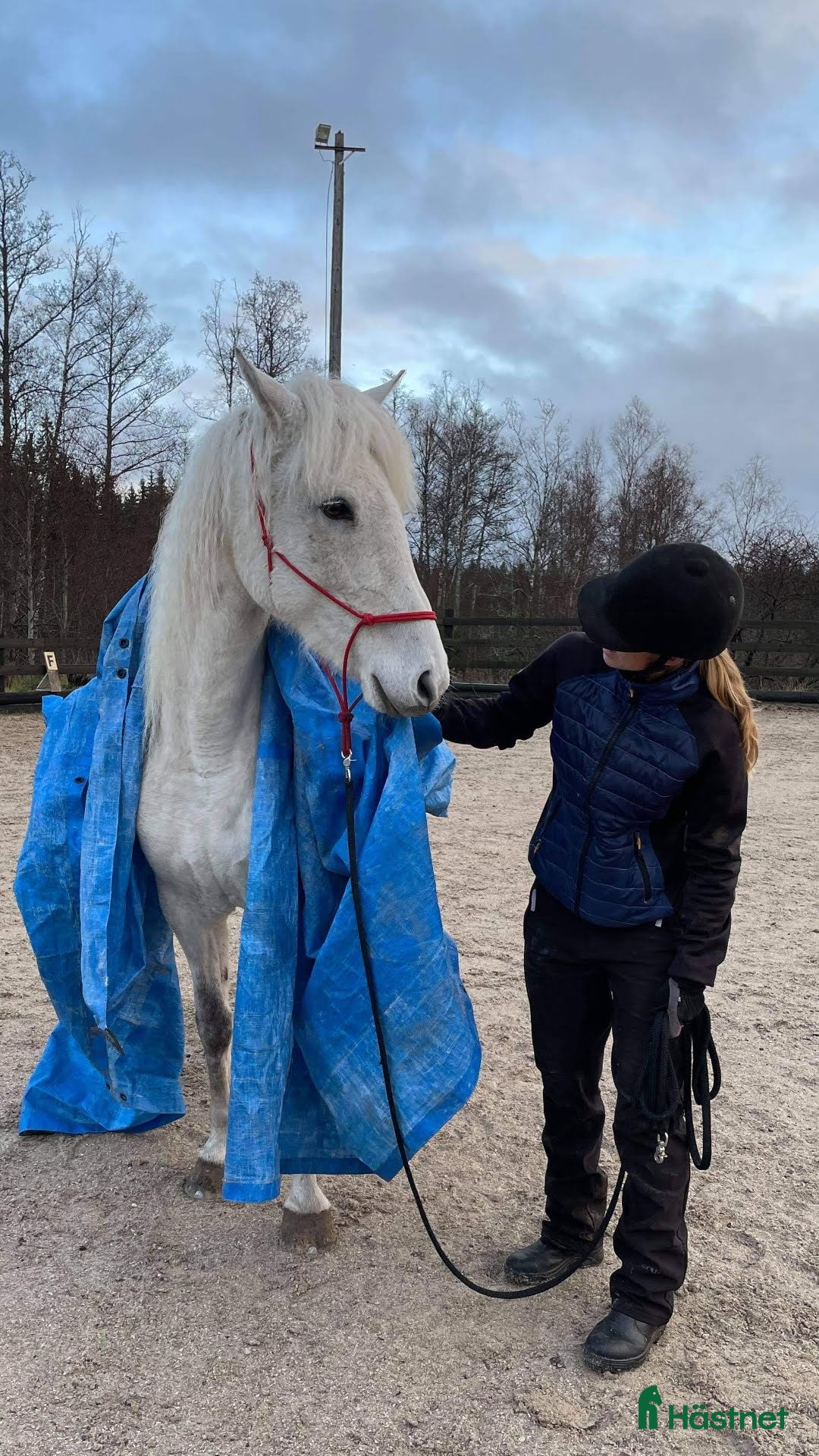 Allround hästar till salu: American curly-sto  i Vetlanda - Annons 3