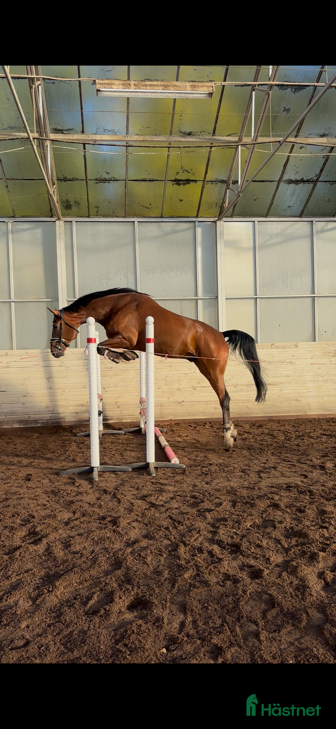 Dressyr hästar till salu: Kvalitetshäst 5-år med dubbeldiplom i Tungelsta - Annons 4