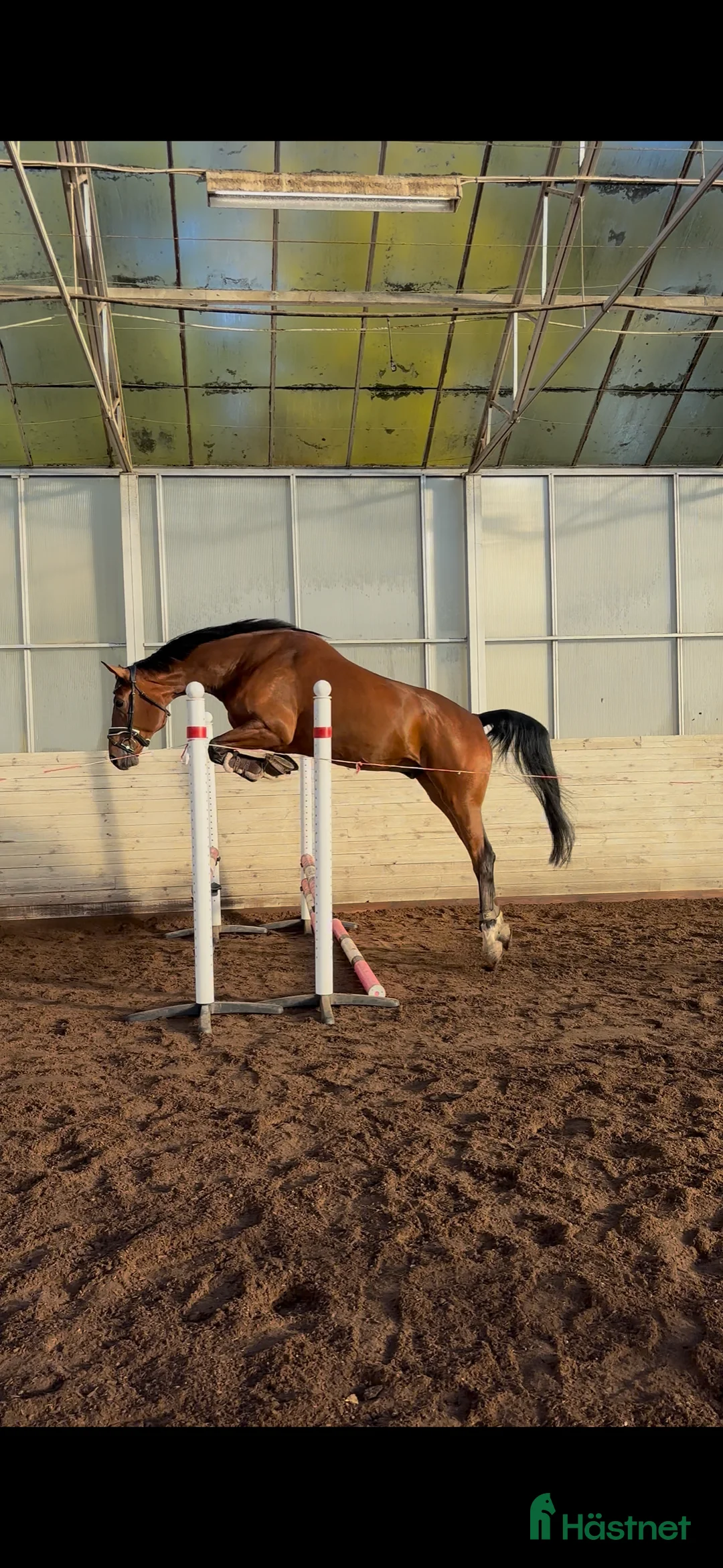 Dressyr hästar till salu: Kvalitetshäst 5-år med dubbeldiplom i Tungelsta - Annons 4