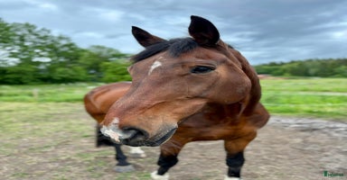  hästar Världens trevligaste läromästare i Rimbo - Annons 4