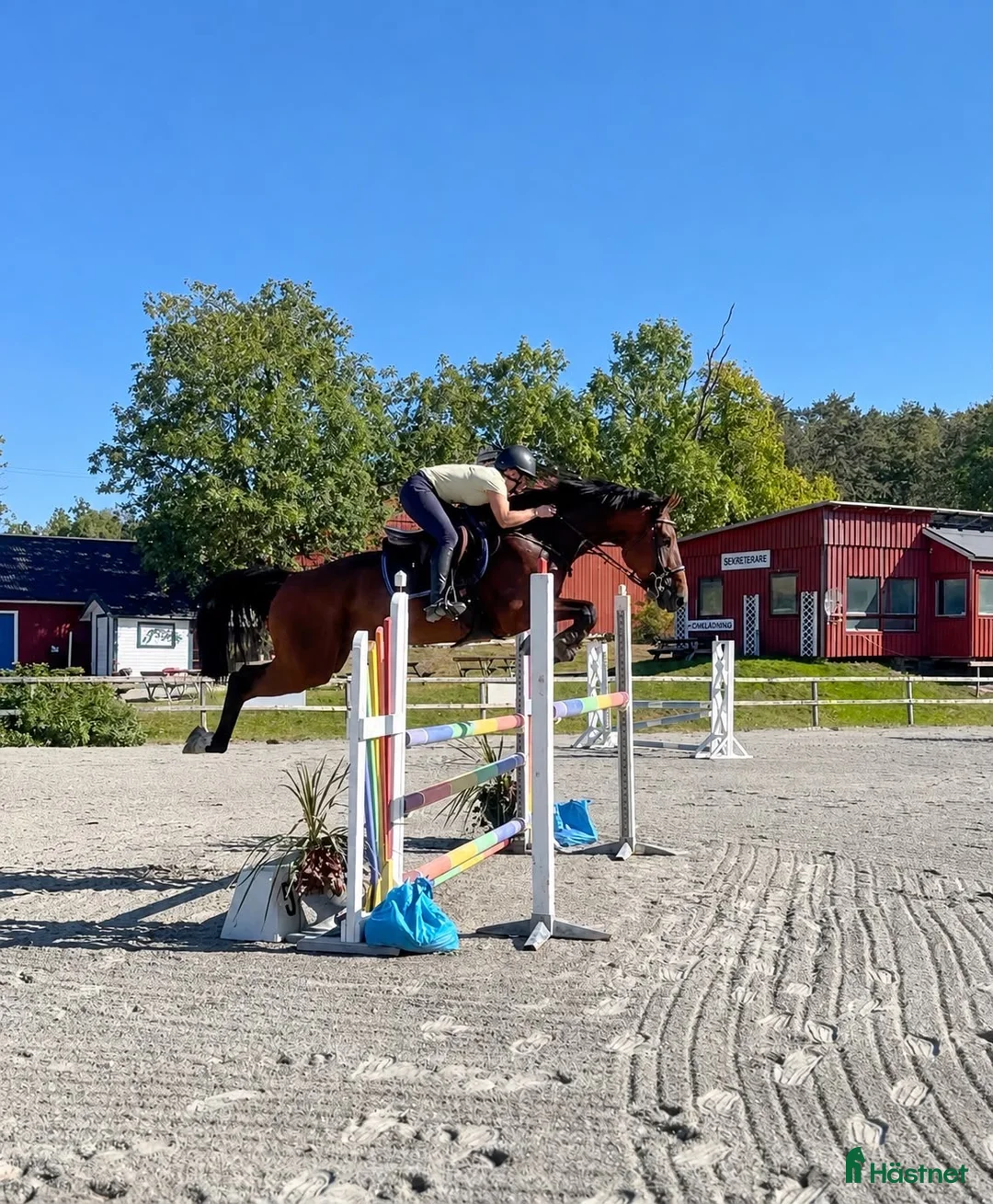 Allround hästar till salu: Unghäst med potential 🌟 i Hjärtum - Annons 1