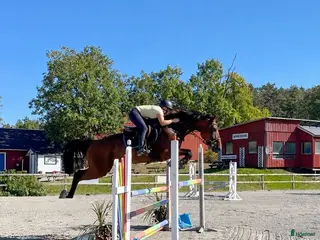 hästar Unghäst med potential 🌟 - Annons 4