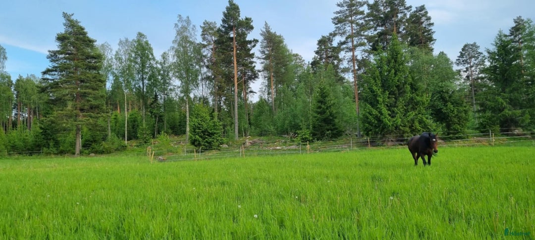  stallplats finnes: Lösdrift för grabbar i Bälinge - Annons 2