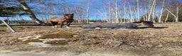  stallplats finnes: Halvkollektivt Tungelsta  i Tungelsta - Annons 1