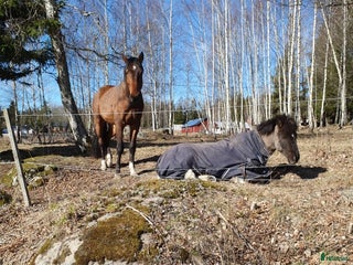 stallplats Halvkollektivt Tungelsta i Tungelsta - Annons 11