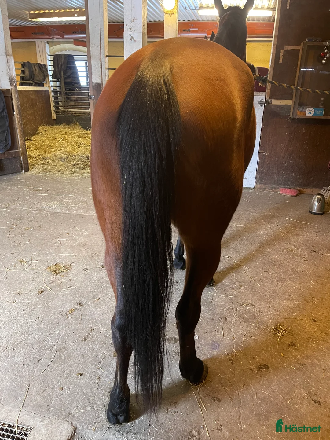 Trav hästar till salu: Fint avelssto. E. Maharajah  - Annons 4