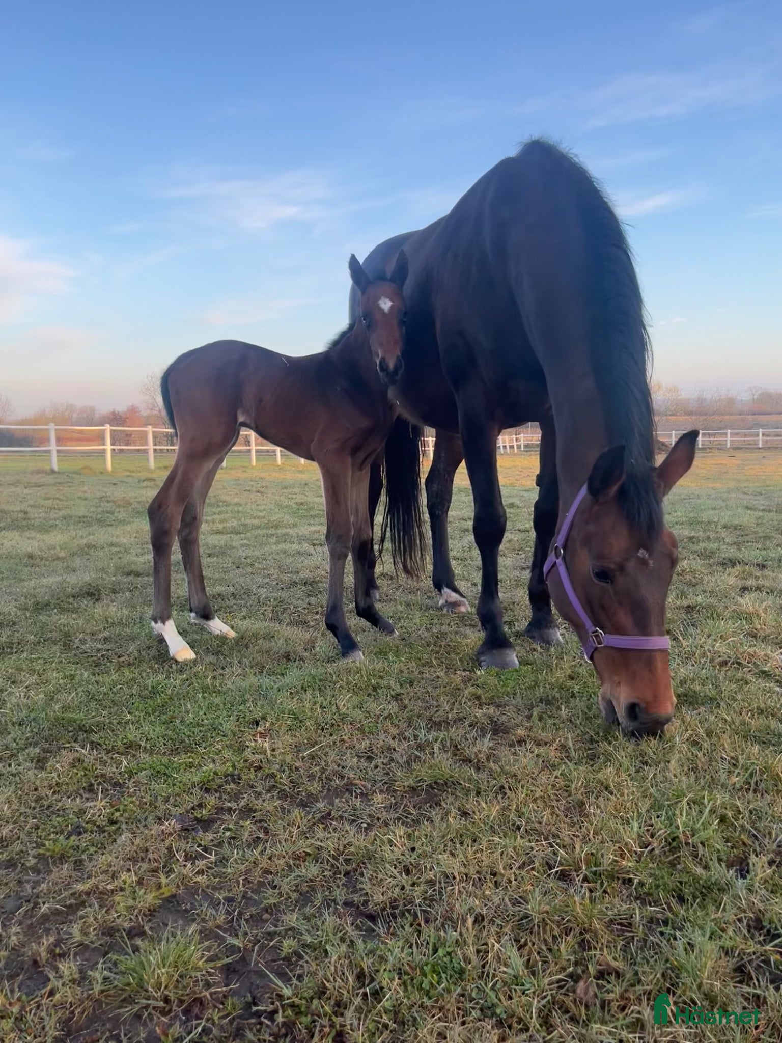  hästar Avelssto med toppklass möderne  - Annons 2