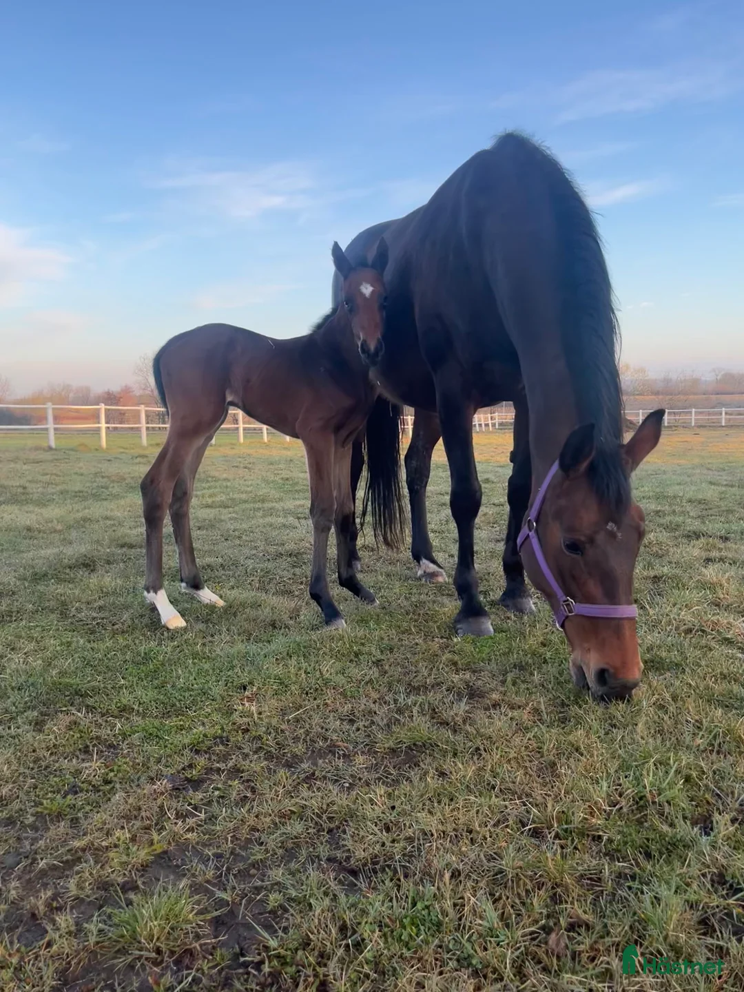 Avelshästar hästar till salu: Avelssto med toppklass möderne  - Annons 2
