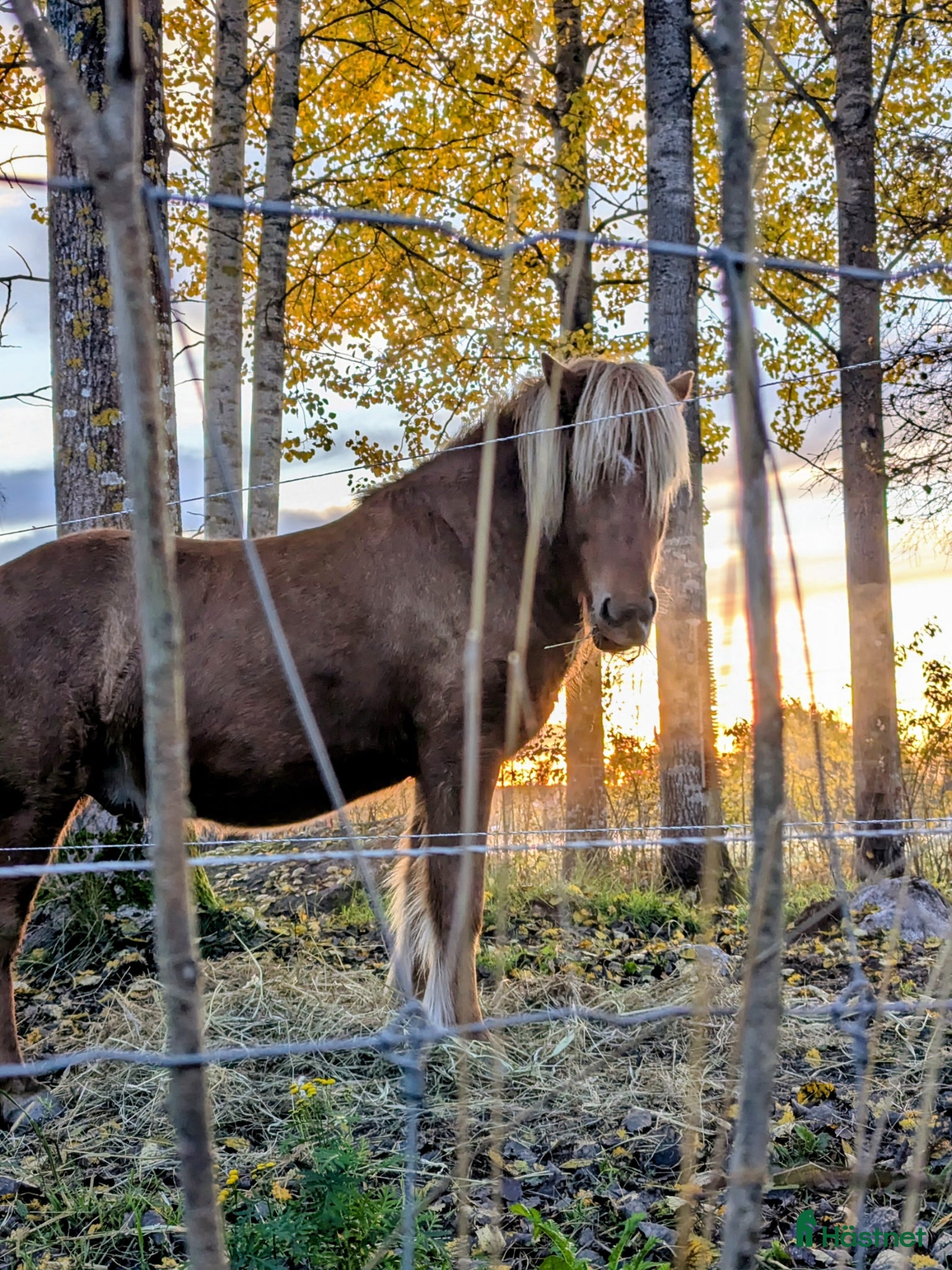  hästar Saeli - charmören med det magiska steget - Annons 1